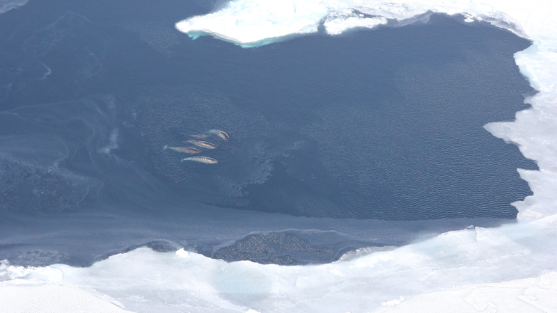 Narwhals in Baffin Bay are among the marine mammals most vulnerable to future shipping traffic.